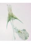 Scrobipalpa atriplicella