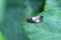 Notocelia cynosbatella
