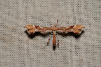 Cnaemidophorus rhododactylus
