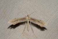 Adaina microdactyla/Hellinsia  carphodactyla