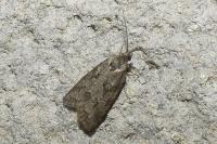 Cnephasia