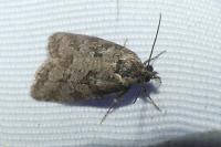 Cnephasia