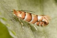 Phyllonorycter nicellii