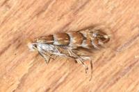 Phyllonorycter nicellii