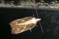 Acleris cristana