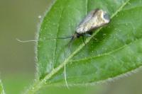 Adela reaumurella