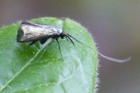 Adela reaumurella