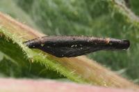 Coleophora conspicuella
