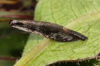 Coleophora conspicuella