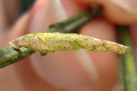 Coleophora calycotomella