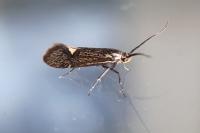 Esperia sulphurella
