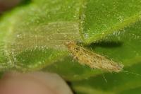 Coleophora serratella