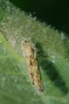 Coleophora serratella