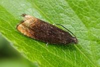 Pammene rhediella