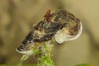 Coleophora ibipennella