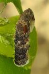 Coleophora ibipennella
