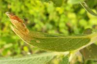 Coleophora lusciniaepennella