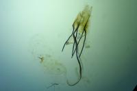 Coleophora albicosta