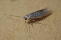 Ocnerostoma friesei