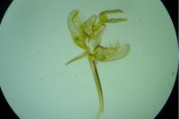 Ocnerostoma friesei