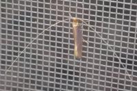 Nematopogon swammerdamella