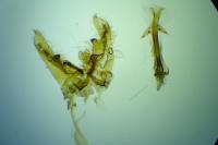 Nematopogon swammerdamella