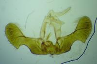 Pseudococcyx posticana