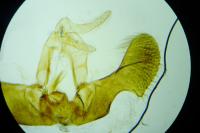 Pseudococcyx posticana