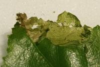 Eriocrania cicatricella