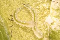 Eriocrania cicatricella