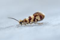 Micropterix rothenbachii