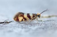 Micropterix rothenbachii