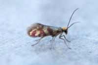 Micropterix tunbergella