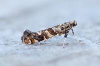 Gracillaria syringella