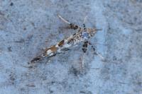 Gracillaria syringella