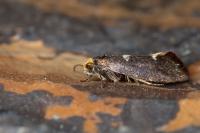 Incurvaria masculella