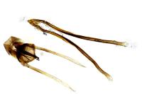 Incurvaria masculella