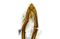 Incurvaria masculella