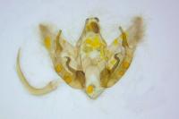 Depressaria albipunctella