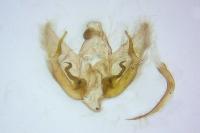 Depressaria albipunctella