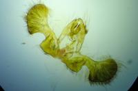 Retinia resinella