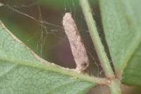 Coleophora gryphipennella