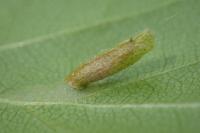 Coleophora serratella