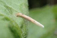 Coleophora follicularis