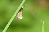 Nematopogon adansoniella