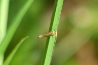Nematopogon adansoniella