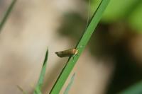 Nematopogon adansoniella