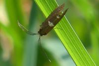 Incurvaria masculella