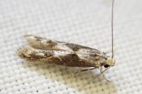Blastodacna hellerella