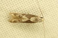 Blastodacna hellerella